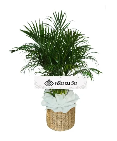 พวงหรีดต้นหมากเหลืองโบว์สีขาว