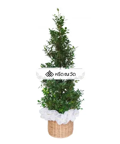 พวงหรีดรักโลก ต้นไทรเกาหลีโบว์สีขาว