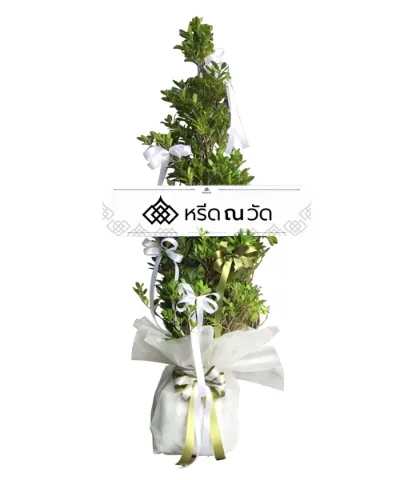 พวงหรีดต้นไม้ กระถางห่อด้วยผ้าสีขาว