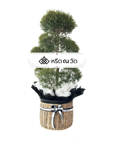 D032 WNW สนหอมอาวรณ์