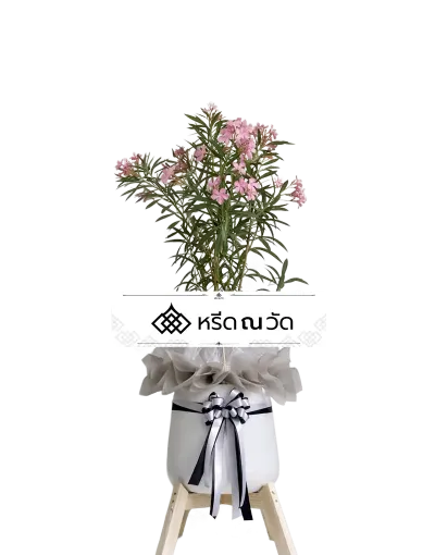 D035 WNW ยี่โถชมพูส่งใจ