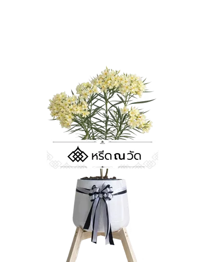 D036 WNW ยี่โถเหลืองหวนรำลึก
