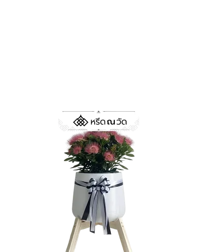 D041 WNW รักแรกพบคนึงหา