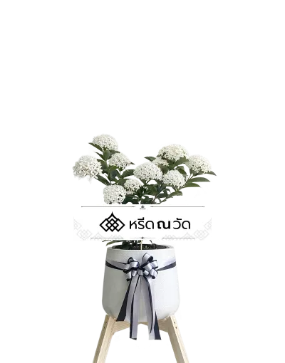 D039 WNW เข็มขาวอาลัย