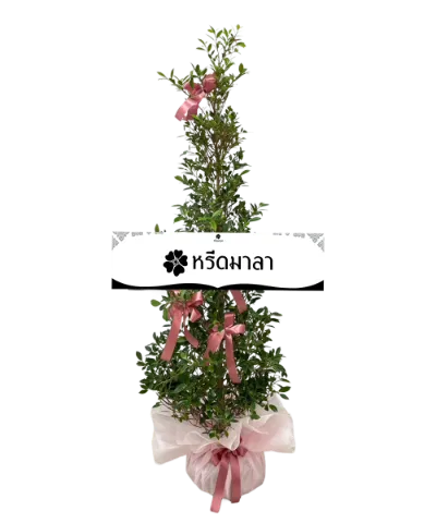 1505 WRE ต้นไทรเกาหลี 05