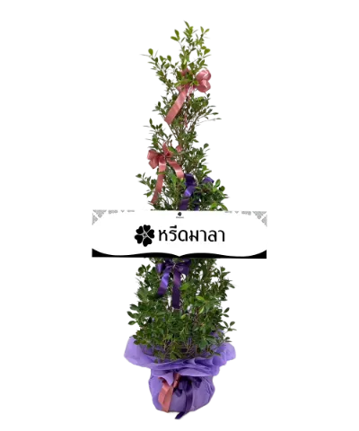 1503 WRE ต้นไทรเกาหลี 03