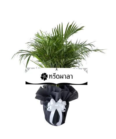 1517 WRE หมากกาฬเสน 5
