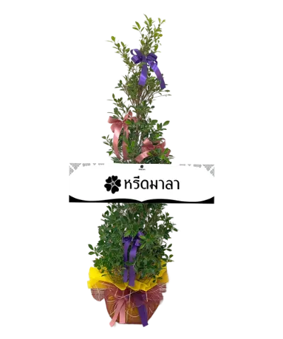 1506 WRE ต้นไทรเกาหลี 06