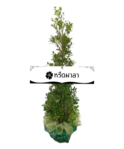 1511 WRE ไทรเพชรอาลัยรัก 3