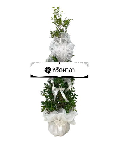1502 WRE ต้นไทรเกาหลี 02