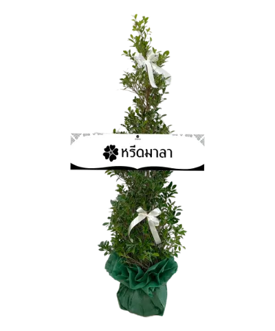 1508 WRE ต้นไทรเกาหลี 08